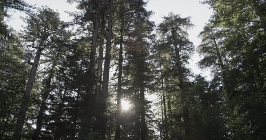 Forest Scenics