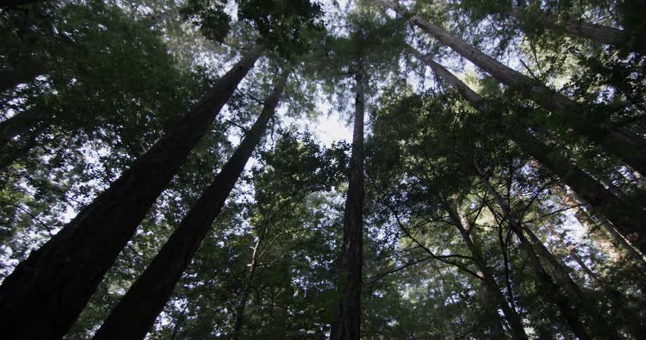 Top of the forest tree canopy on a bright sunny day in the woods with very tall plants
