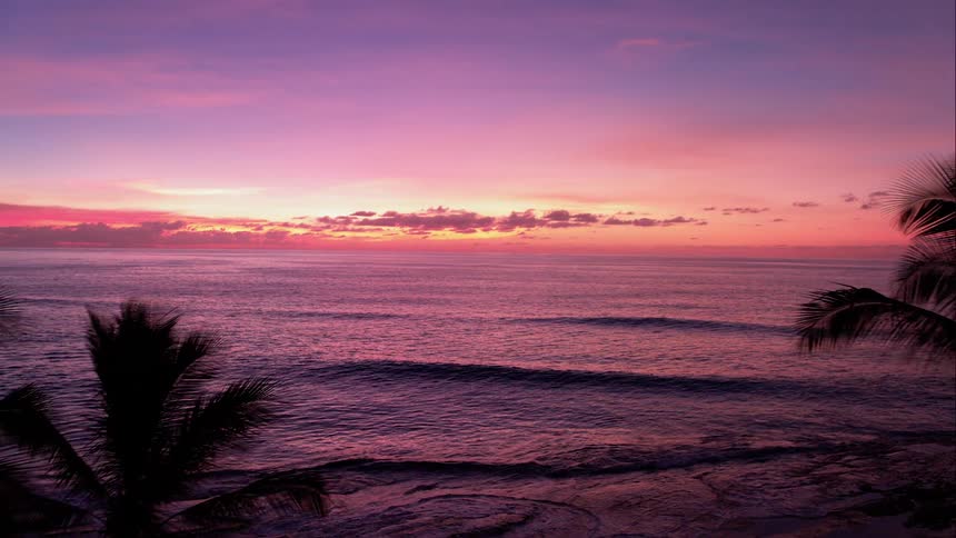 Palm trees and ocean during sunset