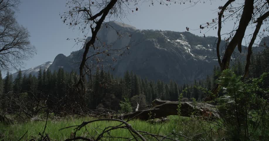 Beautiful trees decorate the horizon with a massive mountain in the background while in the foreground lay some knocked over trees and branches