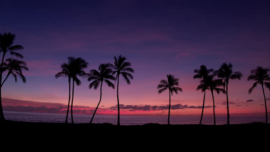 Sun sets over palm trees