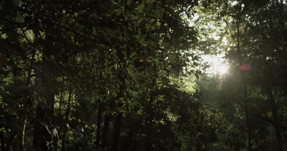 Sun shines through thick tree canopy
