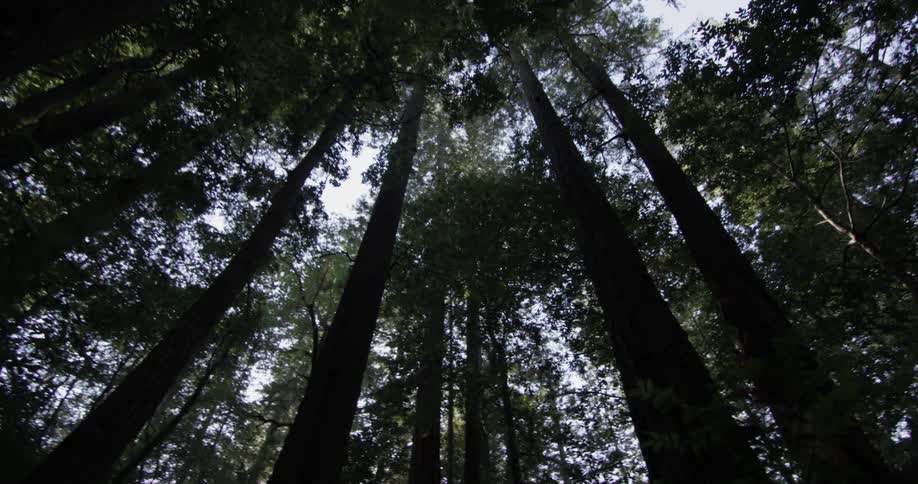Three sixty 360 view of tree canopy in the forest on a sunny day with blue skies