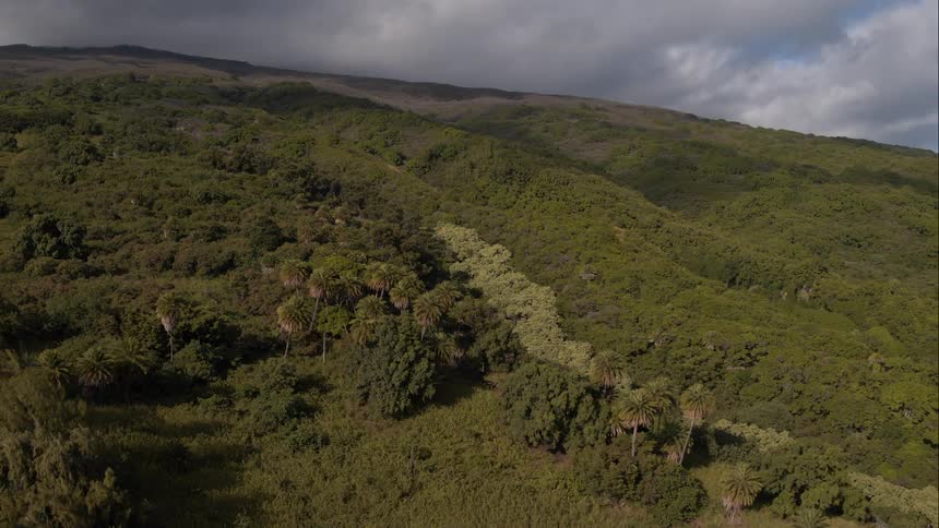 There's many trees covering the forest