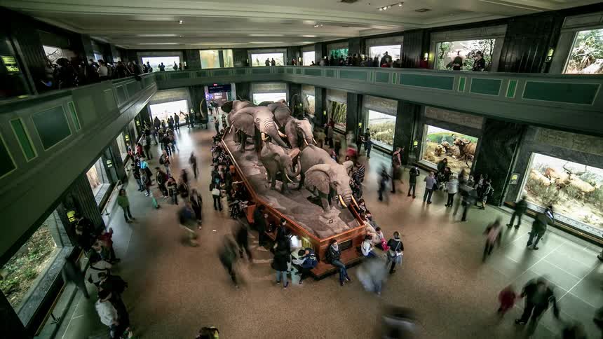 A timelapse of people visiting a museum exhibit of a elephant and walking around a lot taking pictures