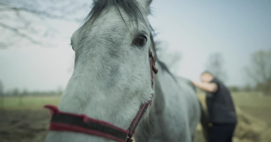 Horse Stables