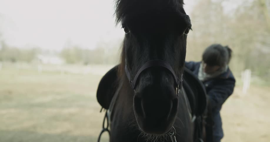 A woman is beside a horse holding straps
