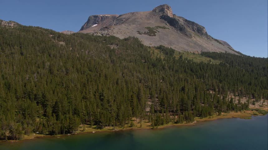 Trees at the edge of a lake