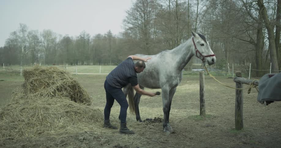 A man is brushing a horse outside