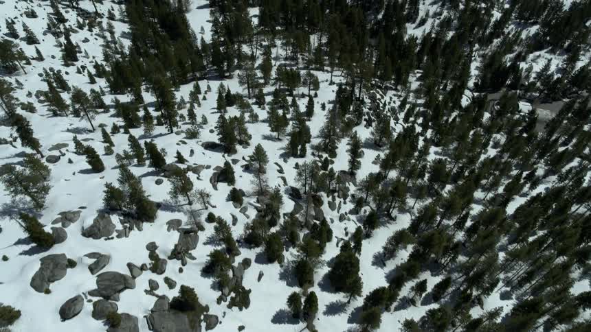 Snow covered ground in a forest of pine trees