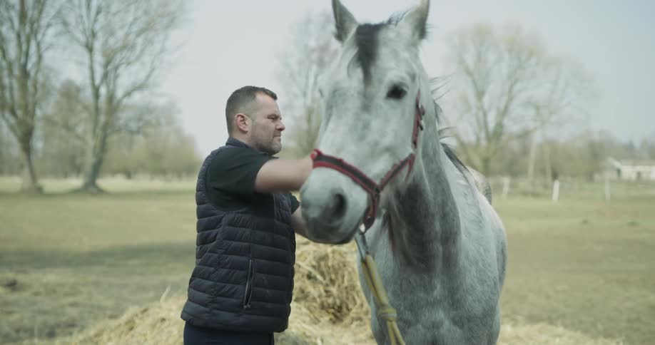 A man brushes a white horse