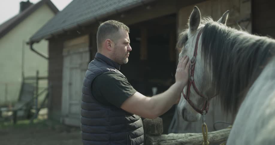 A man hand brushes a horse