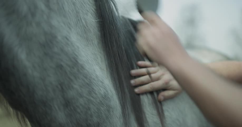 A person is brushing a horse