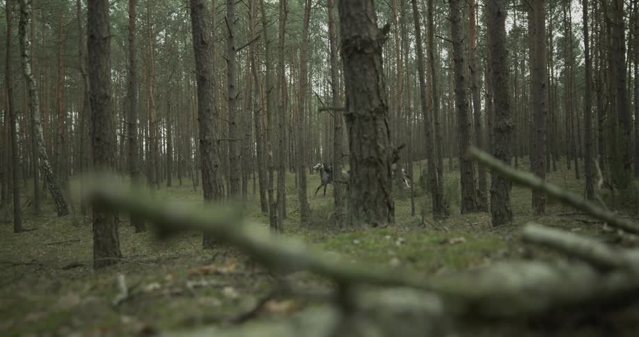 Two people ride horses through a forest