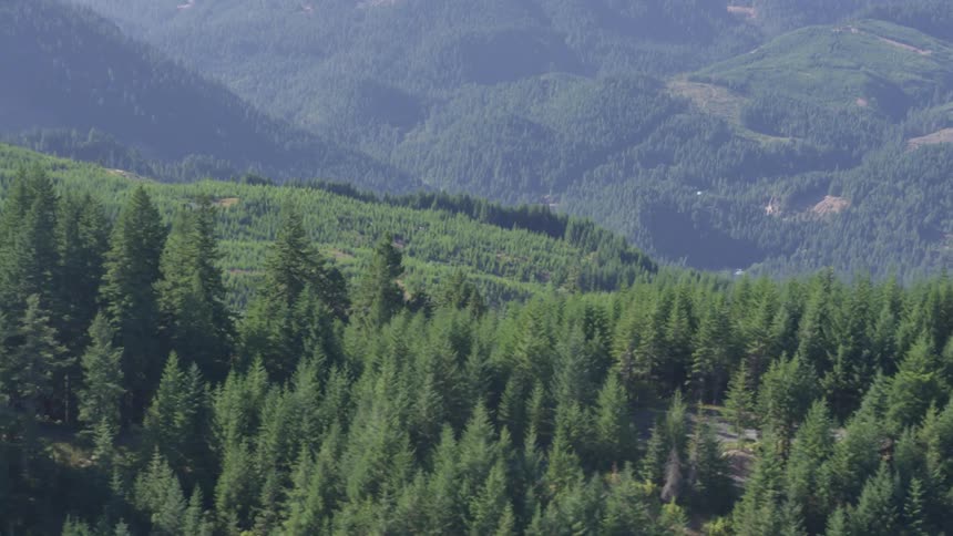 Coastal Forest Aerials