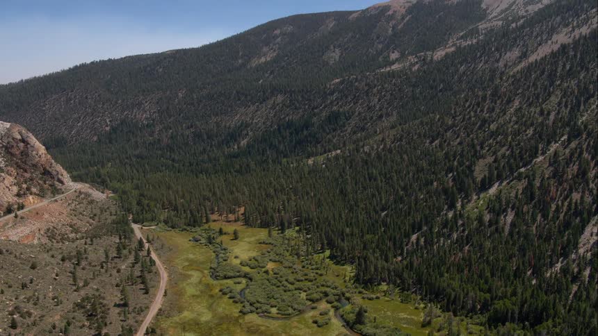 A forest grows along a mountain