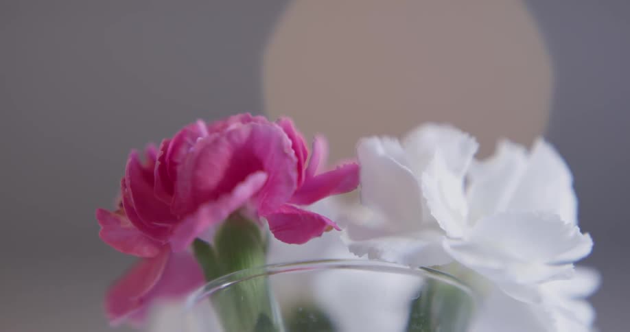 Two flowers that are in a vase