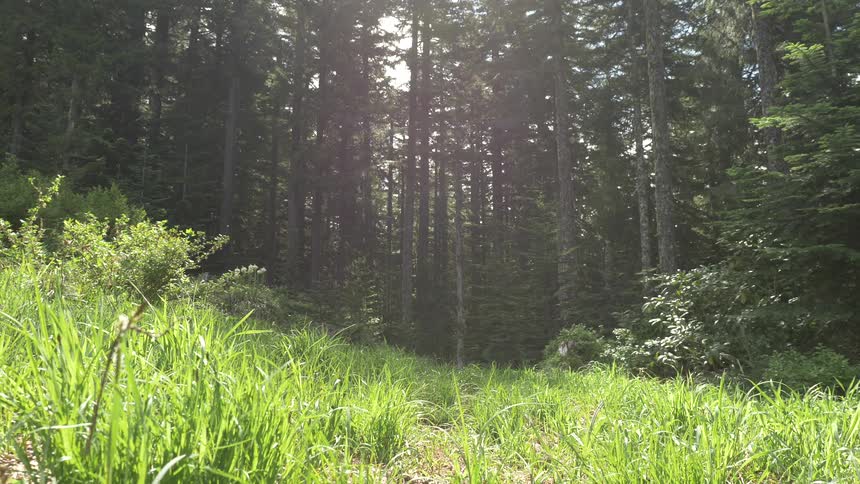 Forest Trail Scenics