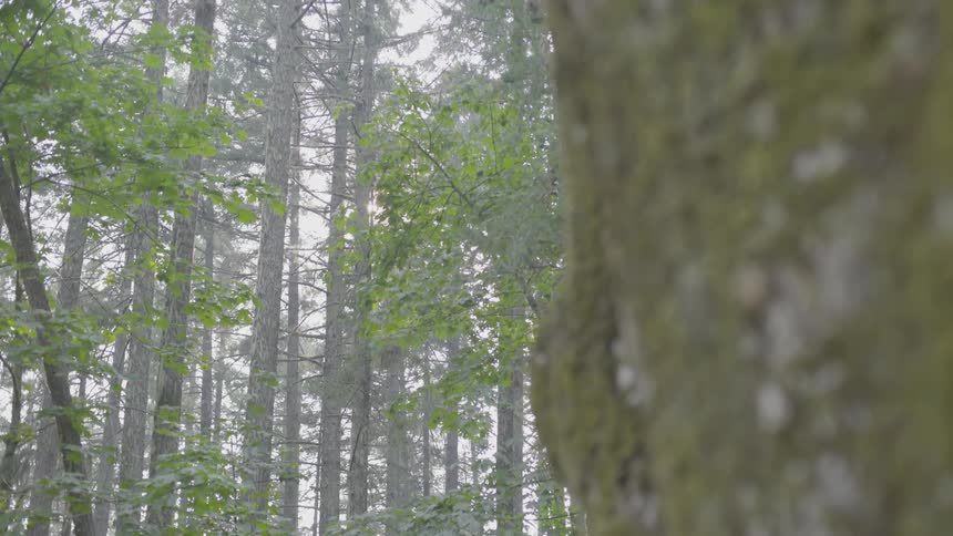Tall tree trunks in a forest