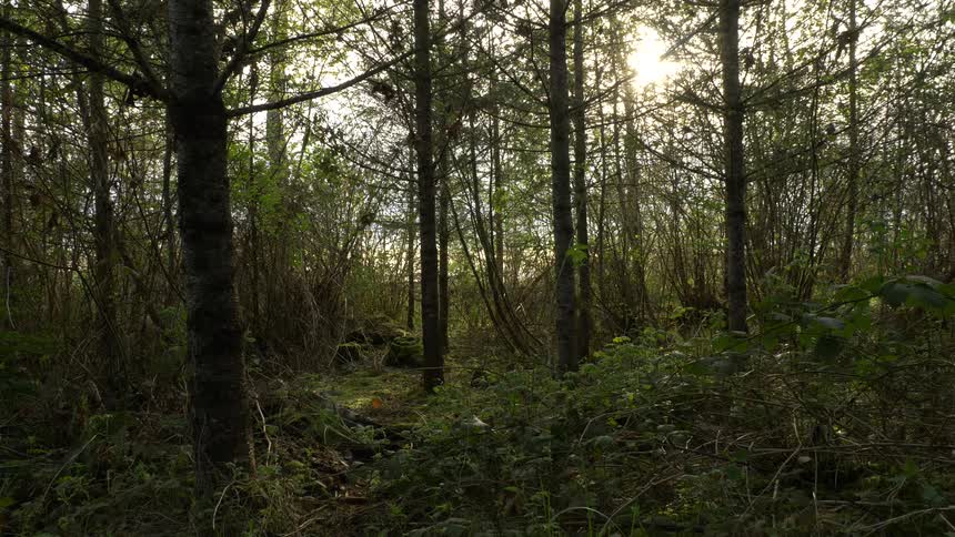 Sun shines through trees in forest