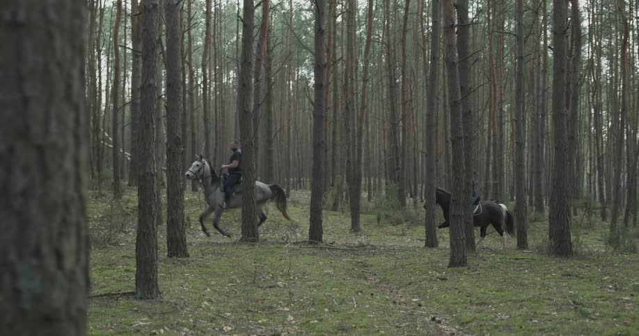 Two horses trot through a wooded area
