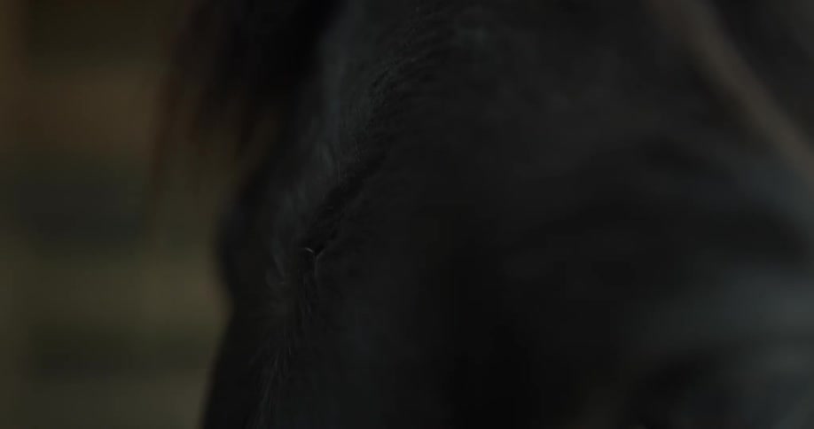 A horse blinks its eye