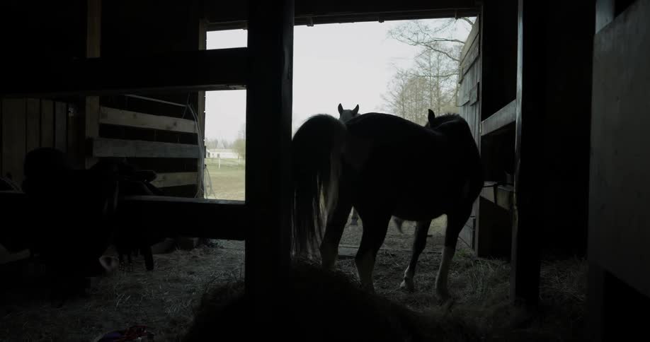 Horse Stables