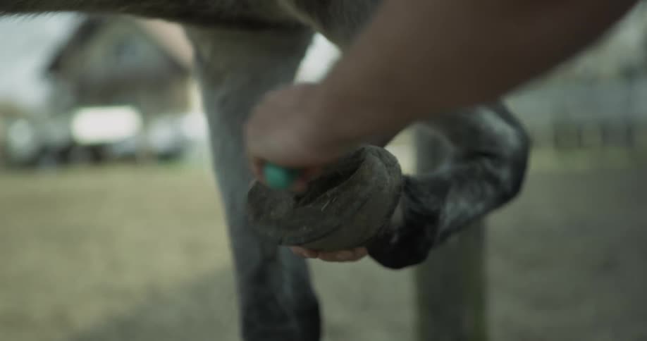 Person cleans horse's hoof