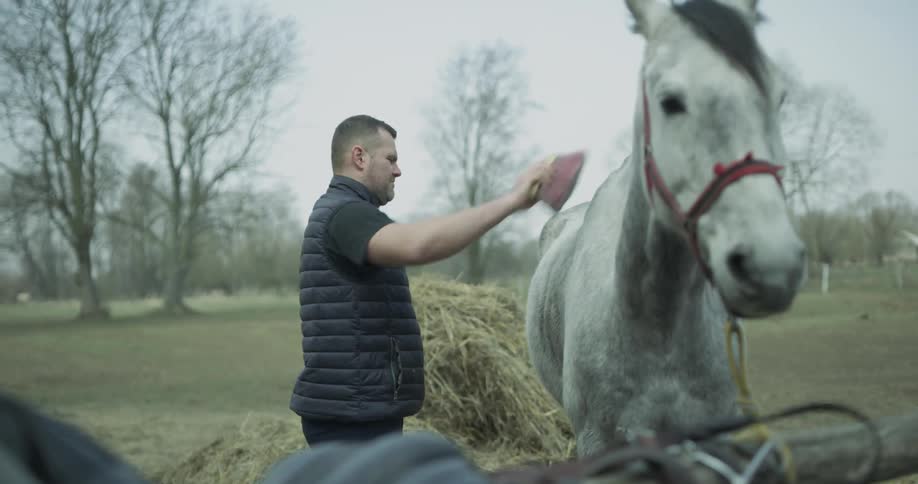 A man brushes a white horse