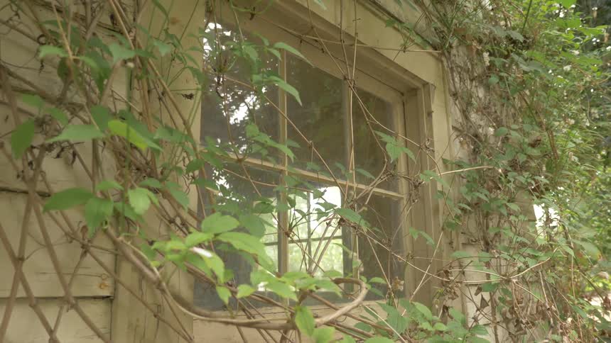Leafy vines grow over a window