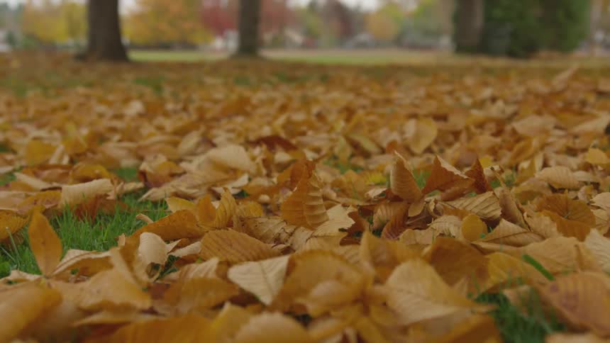 Yellow fall leaves on green grass