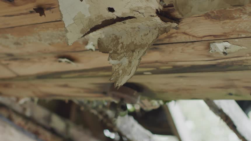 Rotten material falling from wood