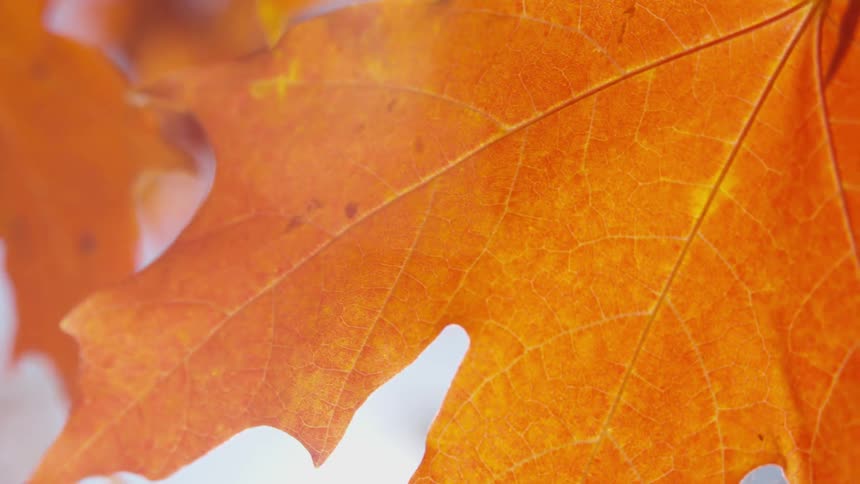 A bright orange maple leaf hangs from a tree in the sun