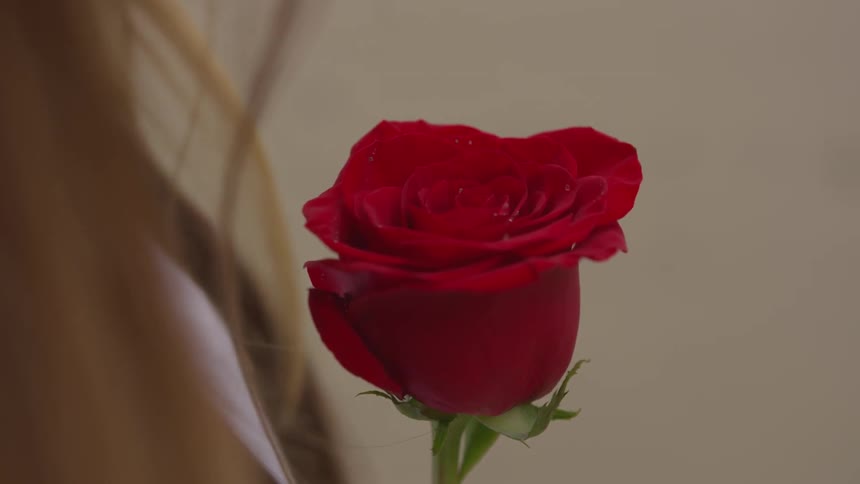 A woman holds a red rose
