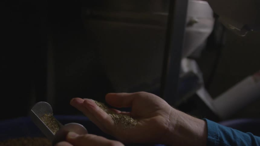 A man pours grain into his hand in a factory