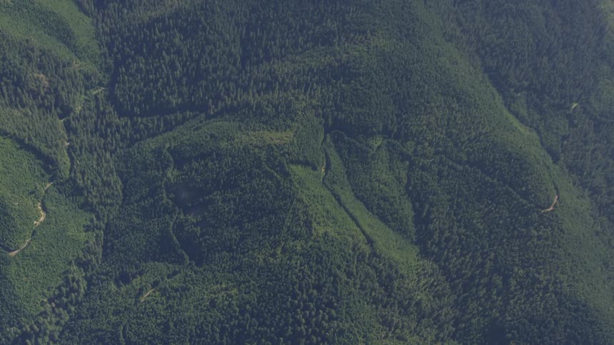 Mountain forest during daytime