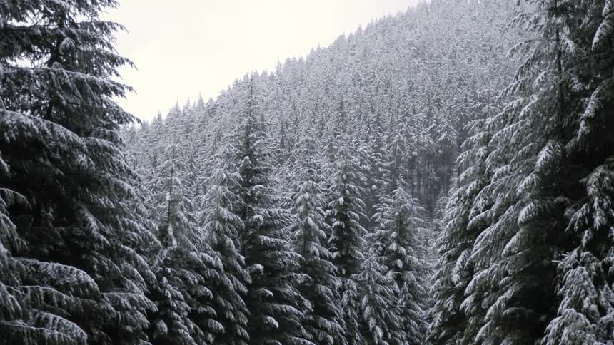 A forest of snow tipped trees