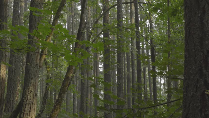 Forest Scenics