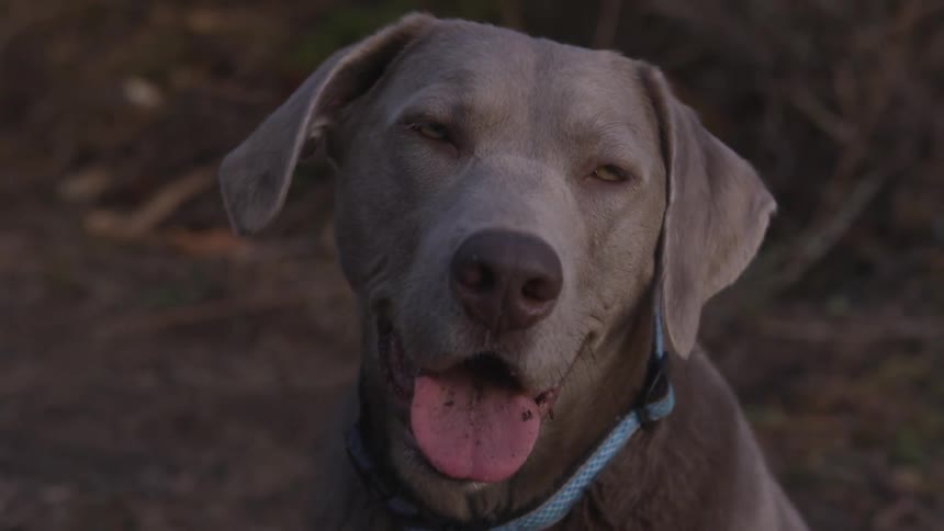 A dog sitting out in a field