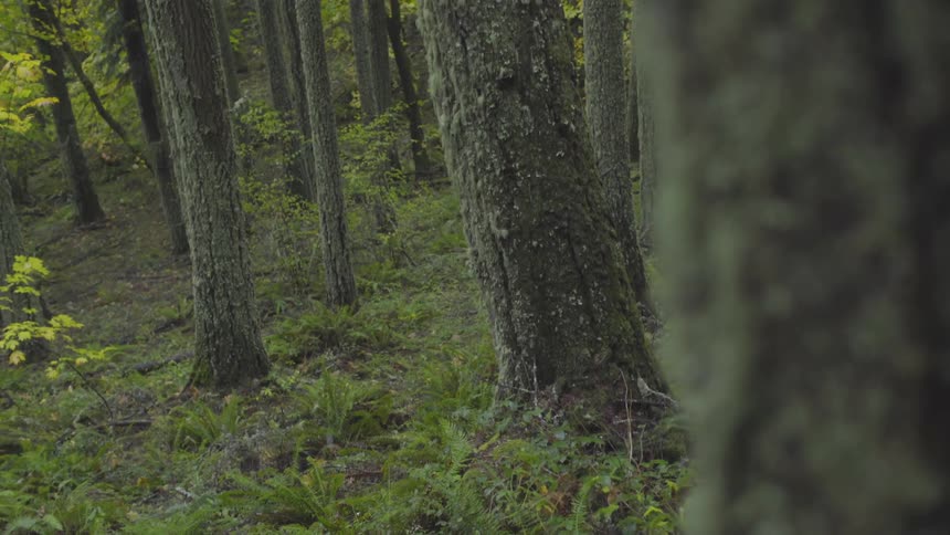 Forest Scenics