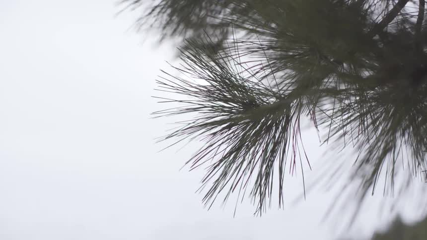 Tree leaves rustle in the wind on a cloudy day