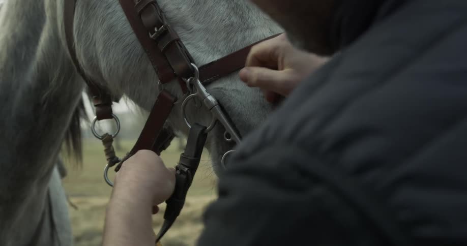 A man is securing a harness on a horse