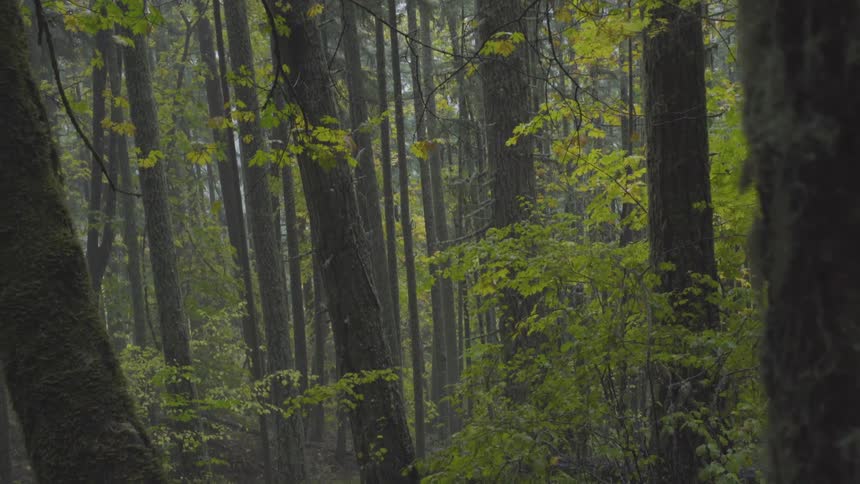 Camera pans through trees in forest
