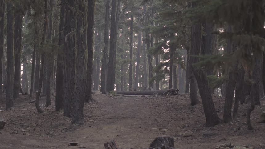 Forest during daytime