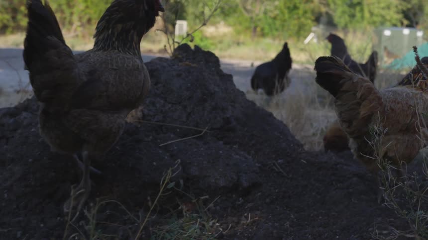 The roosters walk together on the field