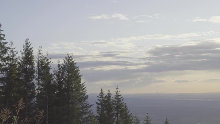 Pine trees in slight breeze above valley