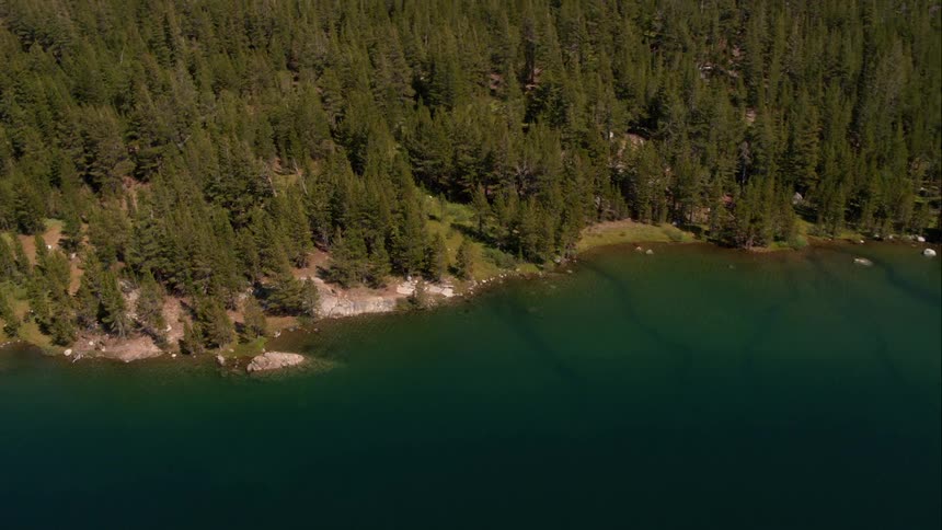 There are trees by the shoreline