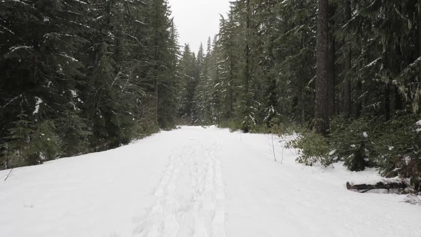 Snow covers the ground in a pine forest
