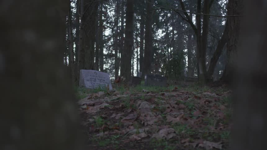 Cemetery In Forest