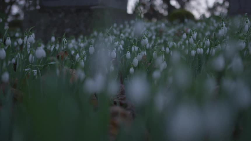 Cemetery In Forest